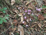 vittello-Cyclamen hederifolium 20100924 013